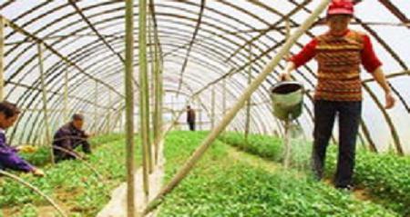 不少人都對有機蔬菜滿懷興趣,卻鮮有人能把有機農業產品做到底的