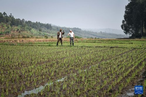 中國(guó)人的故事 中國(guó)援盧旺達(dá)農(nóng)業(yè)技術(shù)示范中心的中國(guó)專家
