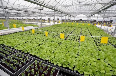 畝產(chǎn)6萬斤有機(jī)蔬菜,全年天天采收、幾乎無人的&ldquo;蔬菜工廠&rdquo;長啥樣?