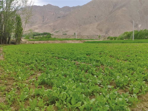 西藏到2025年將創(chuàng)建8個全國有機(jī)農(nóng)產(chǎn)品基地