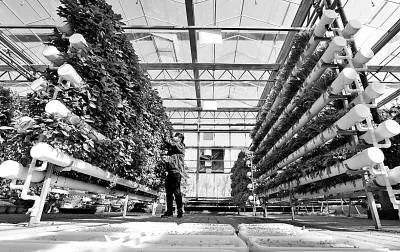 未來農業科技暢想曲:植物工廠、智慧農業、功能食品