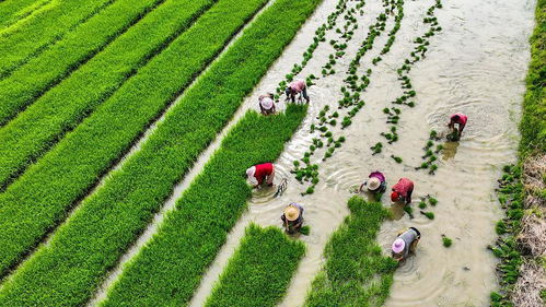 中國農業綠色發展報告2022 發布