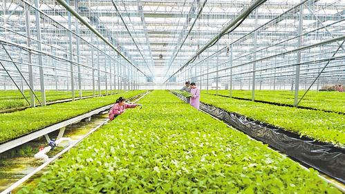 推進(jìn)農(nóng)業(yè)現(xiàn)代化：燕趙沃野繪新圖