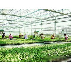 濮陽市農(nóng)業(yè)產(chǎn)業(yè)優(yōu)勢 專業(yè)生產(chǎn)、批發(fā)與供應(yīng)一體化的現(xiàn)代農(nóng)業(yè)基地