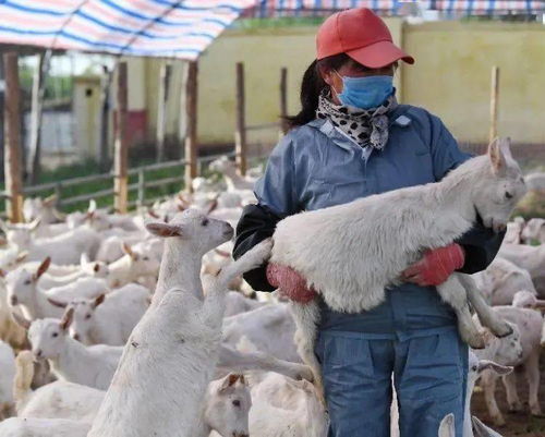 岐山農業新藍圖 一碗面帶動觀光農業與養殖業騰飛