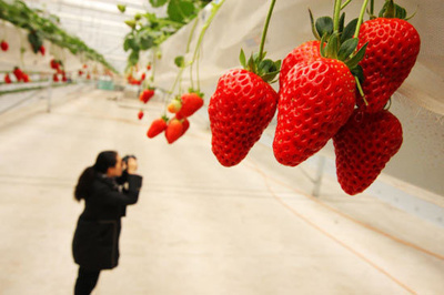 三大體系農產品讓北京農業重放光芒
