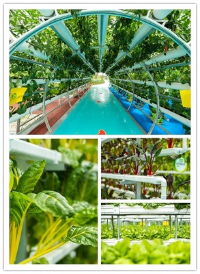 中秋有氧之旅 探訪益陽現代農業嘉年華，與湖南衛視李銳村長共度佳節